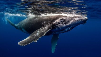 Tahiti Dive Management Encounters