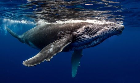 Tahiti Dive Management Baleines