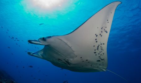 Tahiti Dive Management Mantas