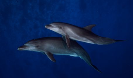 Tahiti Dive Management Dauphins